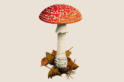 XOLDA Organic mushroom herb Seed