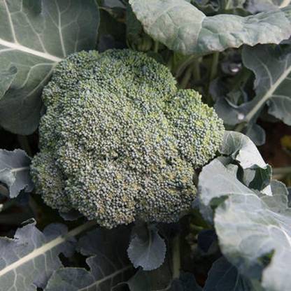 VibeX ® LXI-323 Broccoli Arcadia (Green) Seed