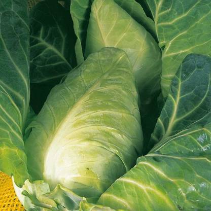 KNESSiN VIX-98 Cabbage Durham Early Spring Seed