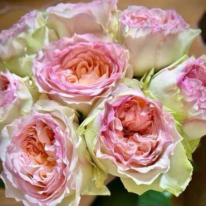 VibeX Rose “Princess Butterfly” Garden Spray Rose Seed