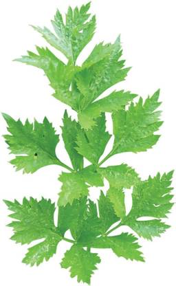 VibeX ATS-33 - Gigante D'Italia Parsley - (250 Seeds) Seed