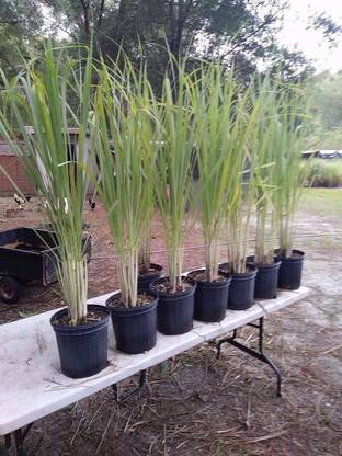 VibeX NDIR-51 - Cymbopogon Flexuosus Lemon Grass - (250 Seeds) Seed