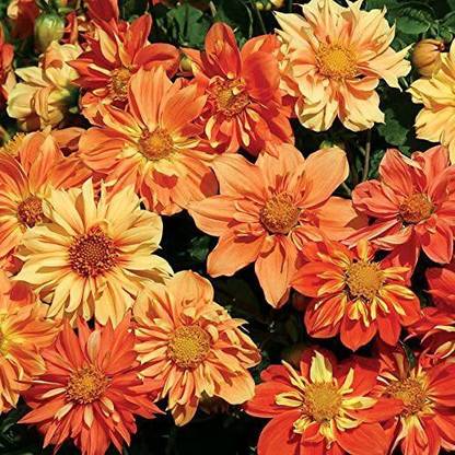 CYBEXIS Sunny Reggae Dahlia Seeds Seed