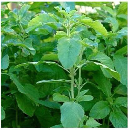 SEEDSART Tulsi Seeds " High Germination Seeds" Fast -Growth /90 Seeds / L891 Seed