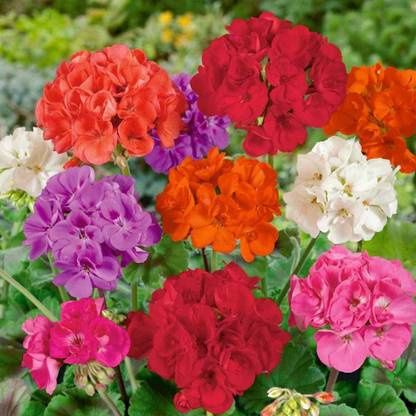 CRGO GERANIUM Seed
