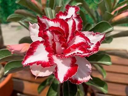 JRYU Adenium Desert Rose Seed