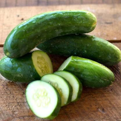 Avysa DIVA CUCUMBER Seeds-CuC_260 Seed