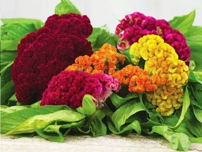 UGRA GIANT COCKSCOMB MIX Seed
