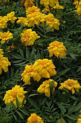 Mozette Exotic marigold yellow Seed