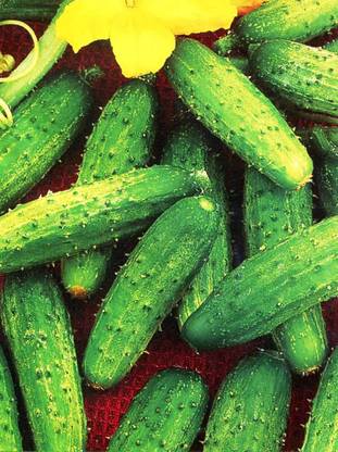 CYBEXIS LXI-56 - Cucumber Bush Type Pickling - (450 Seeds) Seed
