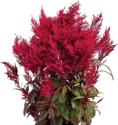 WILLVINE TLX-31 Dragon's Breath Celosia Seeds - Celosia Flower Seeds Seed