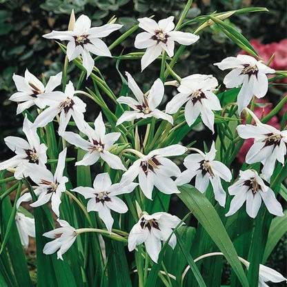 VibeX XLL-35 - Peacock Orchid Bulbs Gladiolus Acidanthera - (72 Bulbs) Seed