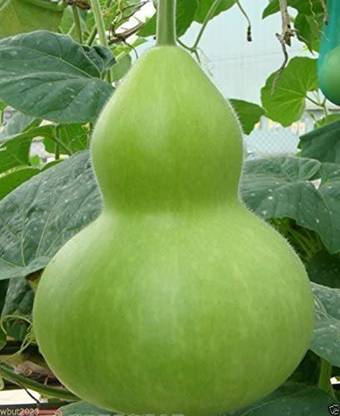 CYBEXIS PUAS-43 - Giant Bottle Gourd - (100 Seeds) Seed