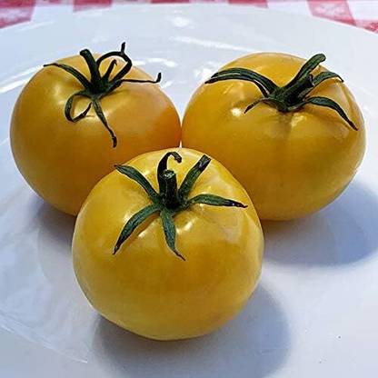 KNESSiN MAX-64 Taxi Tomato Seed