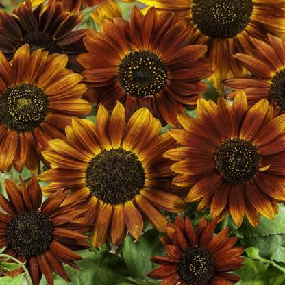 VibeX ® RXI-392 Earthwalker Sunflower Seed