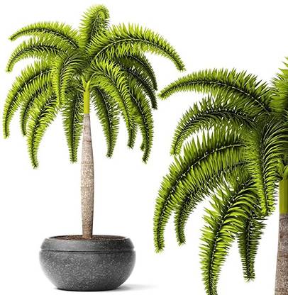 Kapebonavista Kapebonavista Wodyetia bifurcata, the foxtail palm Seed