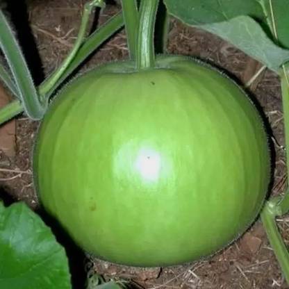 MAA Bottle Gourd round, Kaddu, Lauki Seed