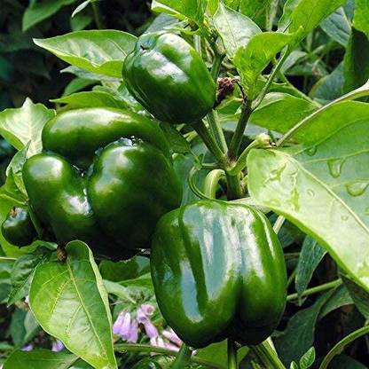 CRGO CAPSICUM , SHIMLA MIRCH Seed