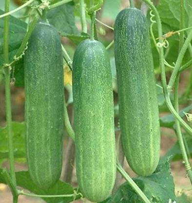 Kingdom KHIRA, KAKADI, CUCUMBER Seed