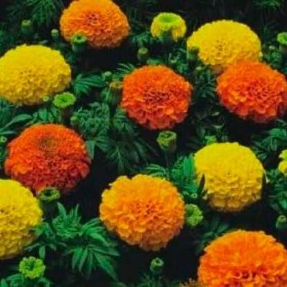 CRGO ® HAU-1016 Direct Marigold Crackerjack Seed