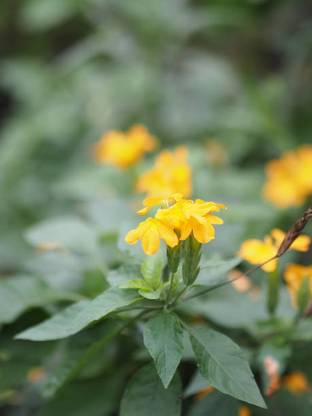 ADVAIT ABEER kanakambaram-firecracker-crossandra Seed