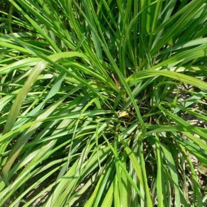 VibeX ATS-33 - Lemon Grass - (750 Seeds) Seed