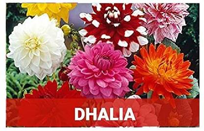 CYBEXIS Dahlia200 Seeds Seed