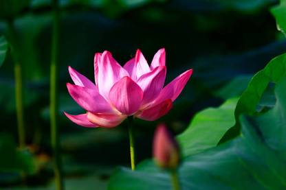 KANAYA LOTUS,KAMAL SEEDS Seed