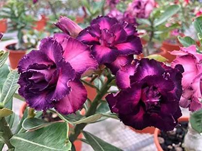 JRYU Adenium Obesum (Desert Rose) Seed