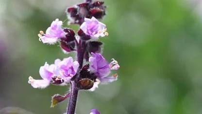 VibeX ® XXL-57 African Blue Basil Seed