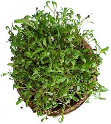 CYBEXIS SPINACH MICROGREEN SEEDS-350 Seeds Seed