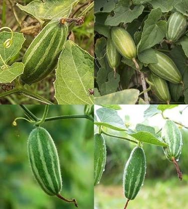 sbains Parval vegetable seeds biijj pack of 21 Seed