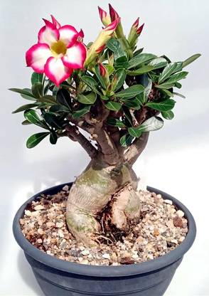 CYBEXIS GUA-66 - Thailand Desert Rose Adenium Obesum - (105 Seeds) Seed