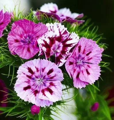 MAA Sweet William Seed
