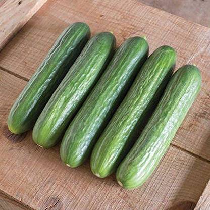 VibeX ® XLR-639 Katrina F1 Hybrid Cucumber Seeds Seed