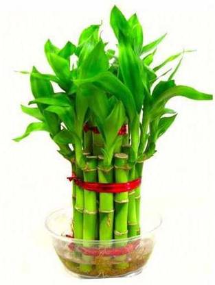 seedargo Bamboo, Lucky bamboo, hybride lucky bamboo seed Seed
