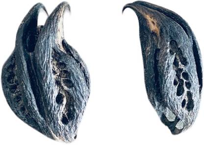 KESHU HANDICRAFT Bat Head Root Seed, Wish Seed, Bichhu Pal Seed, Protect From Negativity Seed