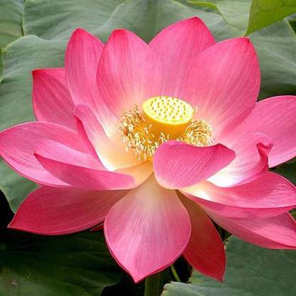 jkfarm Lotus, Kamal, Padma Phool Seed
