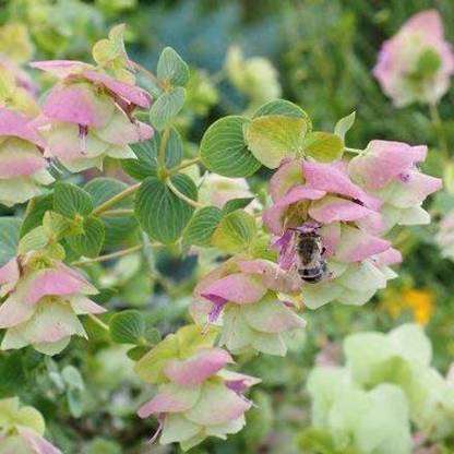 VibeX VVI-38 - Ornamental Oregano Kirigami Flower - (450 Seeds) Seed