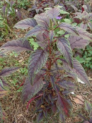 URRO Amaranthus tricolor Seed