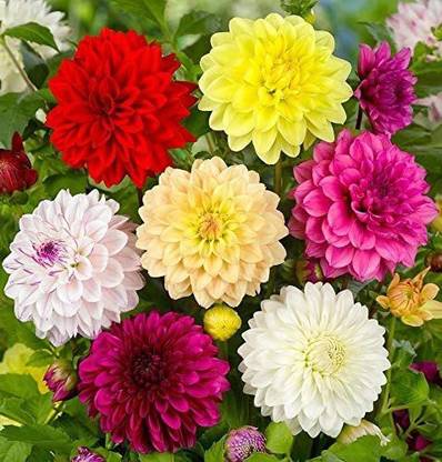 CYBEXIS LX-98 - Double Dahlia Mix - (180 Seeds) Seed