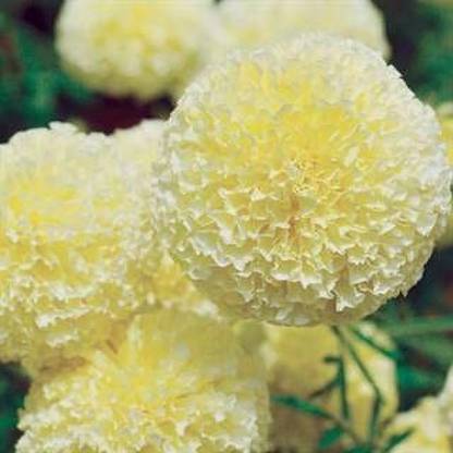 CYBEXIS XLR-23 - White Swan' Marigold - (250 Seeds) Seed
