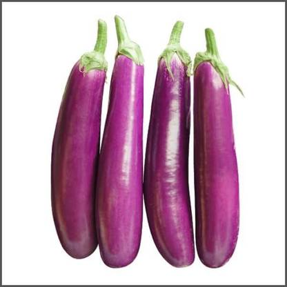 Arshiayat Brinjal Seeds F1 Hybrid All Season, muktajhuri 15 Seed