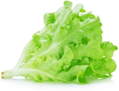 Biosnyg Lettuce Seeds - Leaf - Royal Oakleaf [500 Seeds] Seed