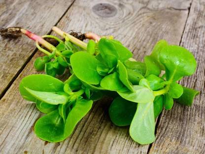 Mozette Organic kulfa Seed