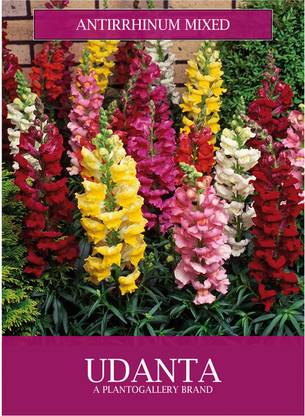 Udanta Antirrhinum(Dog Flower) Mix Flowers Seeds Avg 30-40 Seeds Pkts Seed