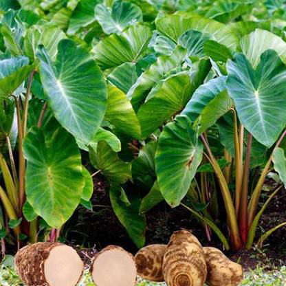 SREE taro seed, kochu seed, taro plant Seed
