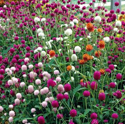Aywal Gomphrena White / Globe amaranth / Gomphrena globosa White Flower Seed