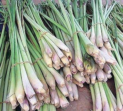 VibeX HUA-82 - Lemon Grass Insect Repellent Plant - (750 Seeds) Seed