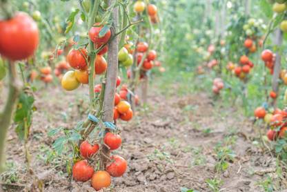 Grown Hub tomato Seed